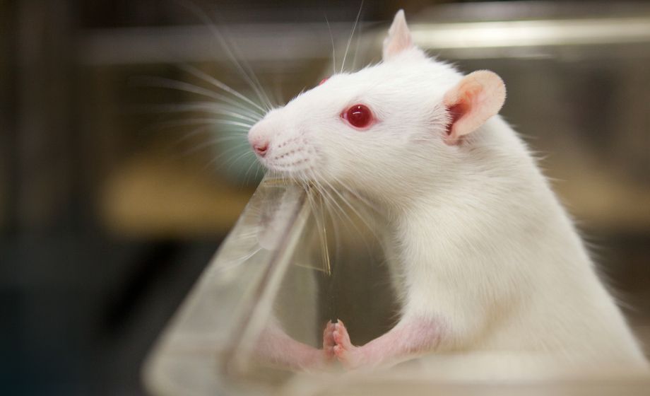 Simple Tips to Significantly Improve Rodent Surgical Outcomes