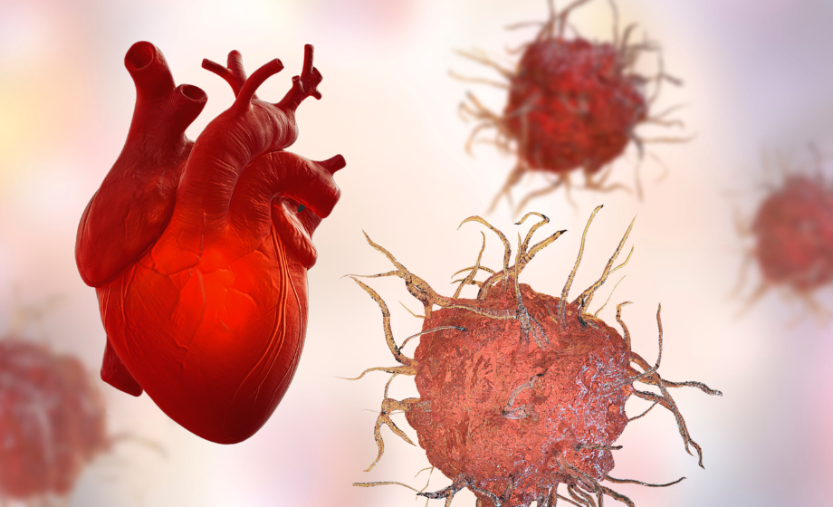 Representation of the interactions between dendritic cells and the heart.