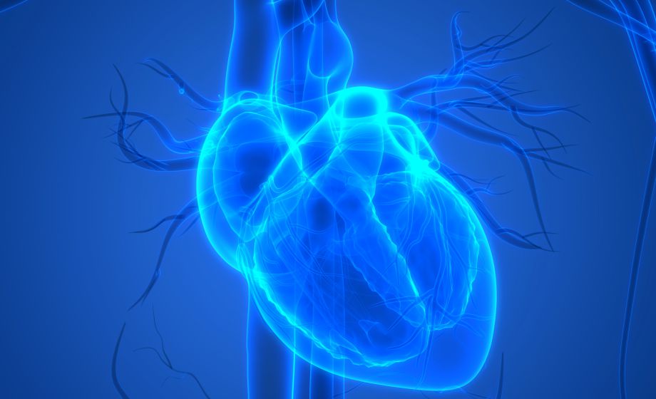 Measurement of Cardiac Function Using Pressure-Volume Loops in Swine