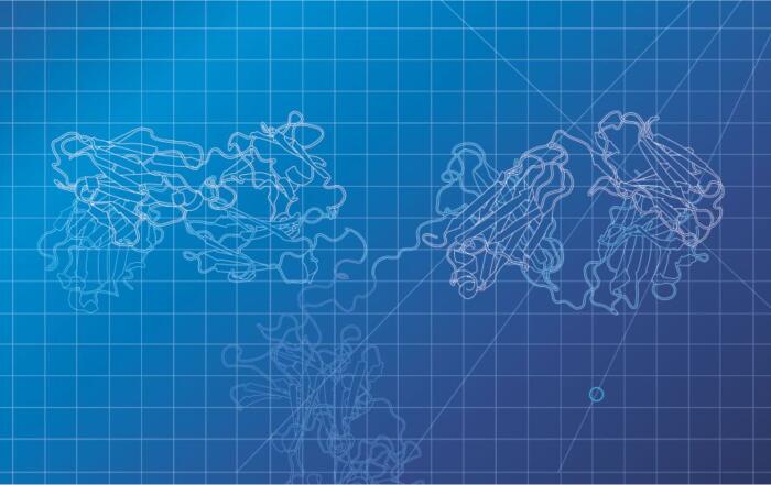 Fast-Forward Your Custom Antibody Generation With Four Bio-Rad Services
