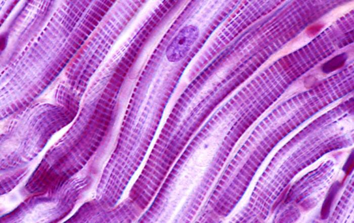 Cut and Paste of Myosin Binding Protein-C in Striated Muscles