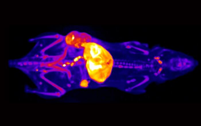 Revolutionizing Immunotherapy Research with 3D, Multiplexed Cryo-fluorescence Tomography