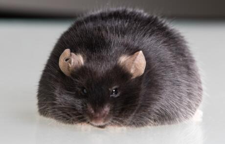 Exploring Estrogen’s Role in Metabolism and the Use of 13C-Labeled Nutrients for Advanced Animal Physiology and Nutrition Research