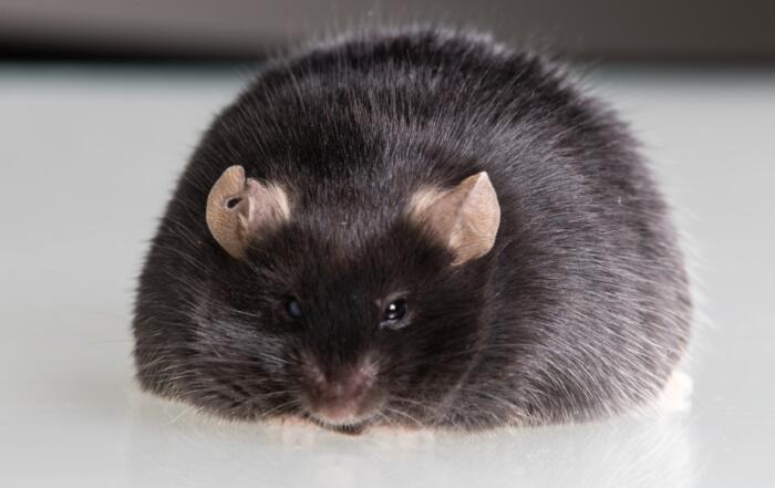 Exploring Estrogen’s Role in Metabolism and the Use of 13C-Labeled Nutrients for Advanced Animal Physiology and Nutrition Research