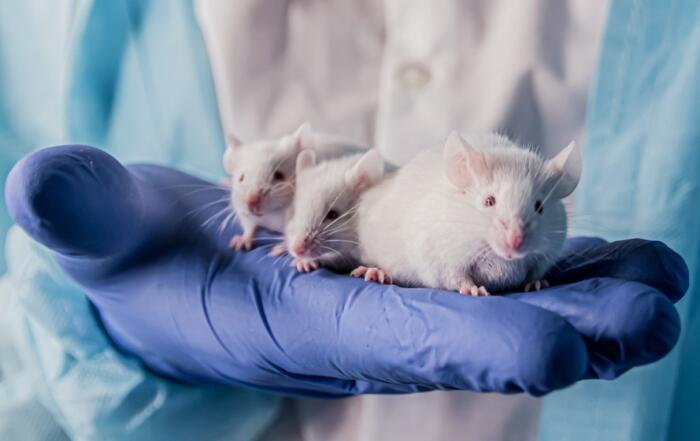 Control of Muscle Glucose Uptake in vivo: Thinking Outside the Myocyte