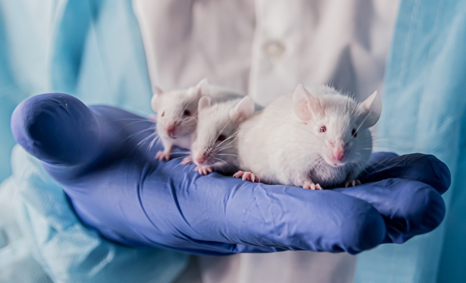Control of Muscle Glucose Uptake in vivo - Thinking Outside the Myocyte