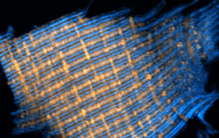 Understanding Advanced Cardiac Tissue Slice Applications