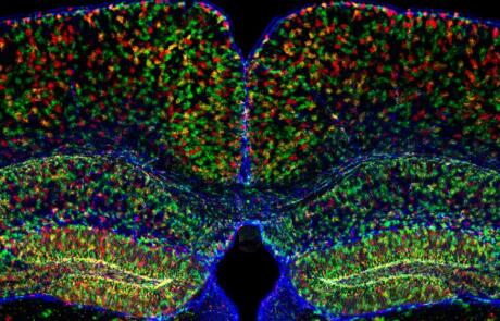 Calcium Signaling in Neurons and Glia in the Mouse Brain During Exploratory Behavior