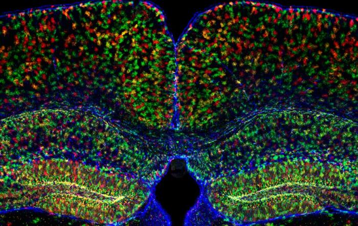 Calcium Signaling in Neurons and Glia in the Mouse Brain During Exploratory Behavior