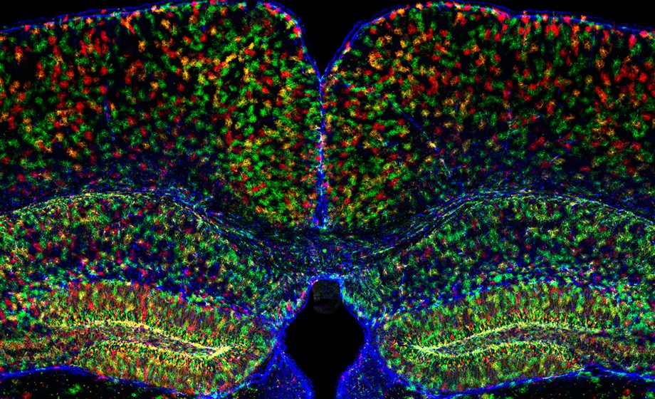 Calcium Signaling in Neurons and Glia in the Mouse Brain During Exploratory Behavior