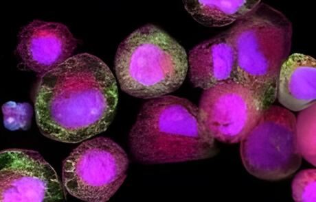 Next-Generation Safety Assessment Tools for Advancing In Vivo to In Vitro Translation