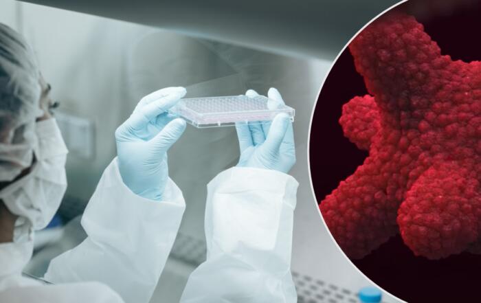 Applications of Human Intestinal Organoid Cultures in Drug Discovery