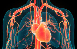 cardiovascular system