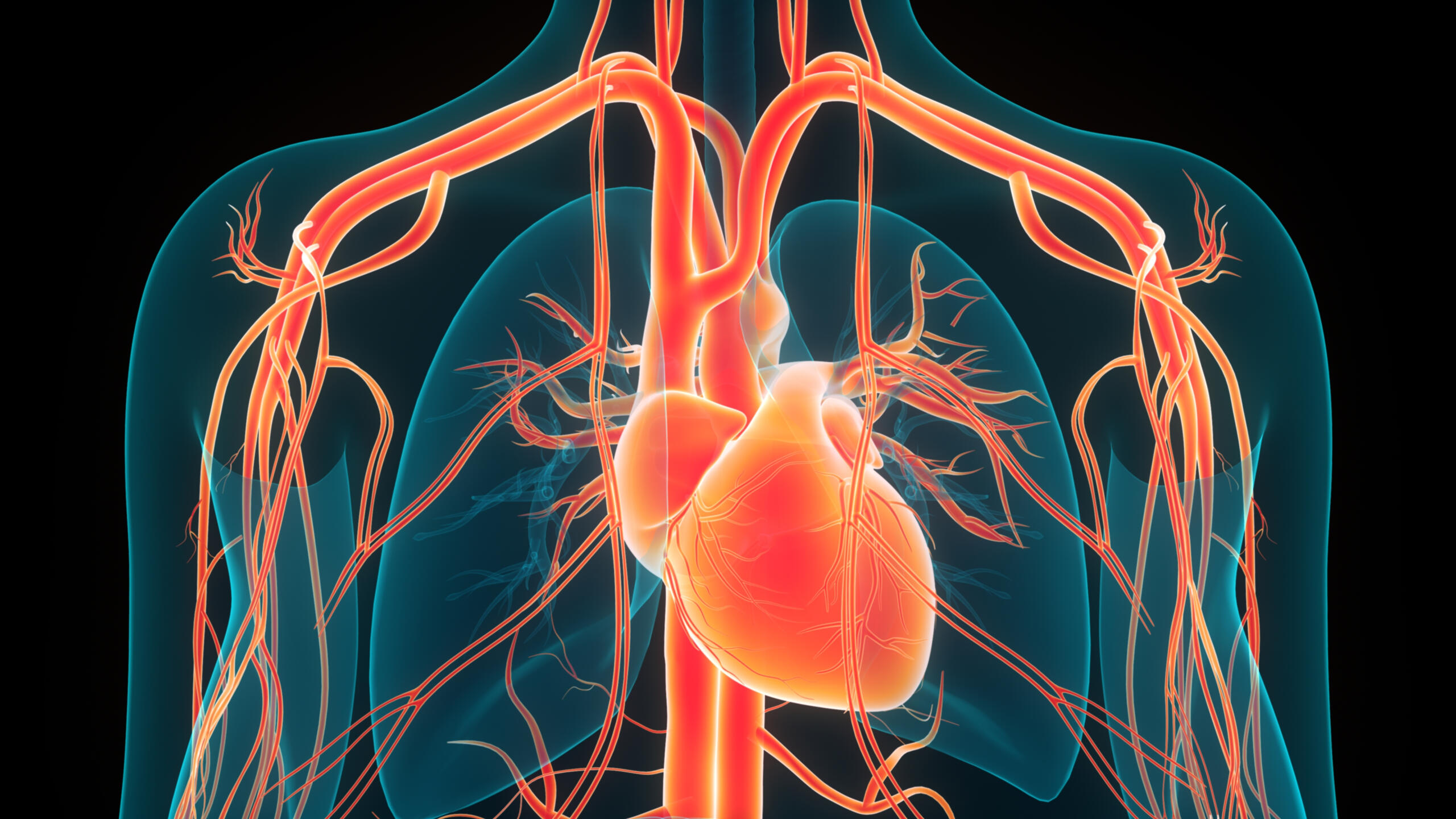 cardiovascular system