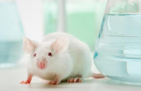 Preclinical Animal Models of IBD, GVHD, and Pulmonary Disease