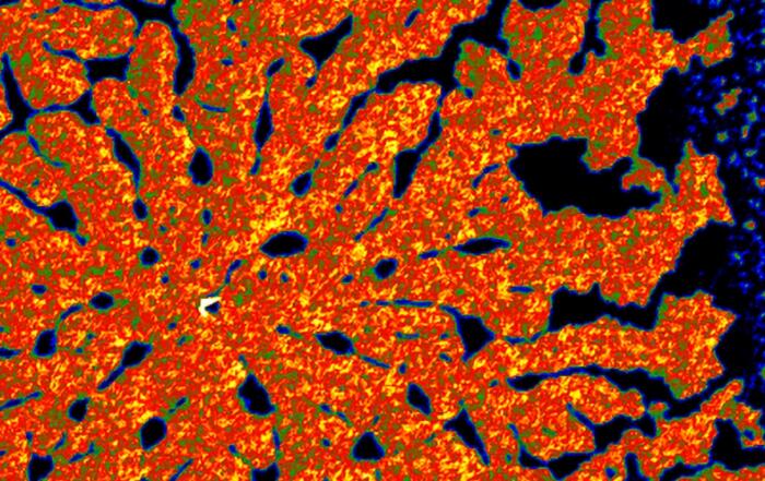 Mapping Heterogeneous Interfaces Using Single-Entity Electrochemical Microspectroscopy