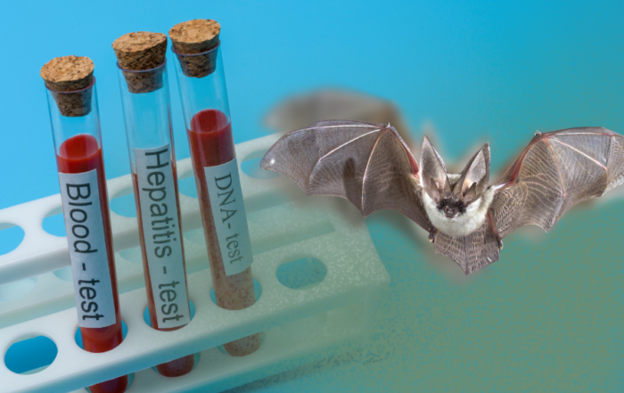Secret Health Benefits of Being a Bat