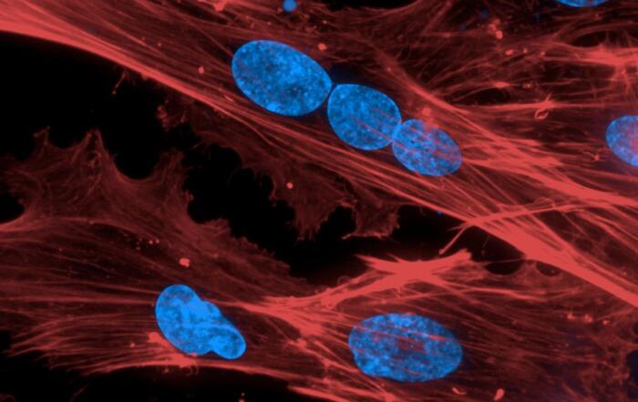 Using In Vitro Assays to Model Complex Biology with PhenoVista’s Assay Services