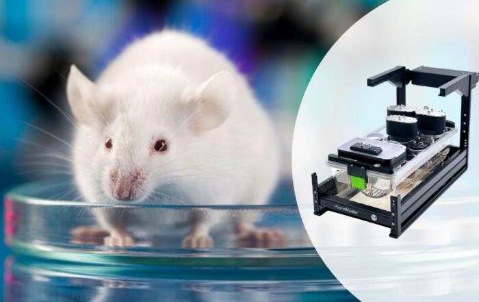 Indirect Calorimetry for Rodent Research: New Approaches to Enhance Translational Value