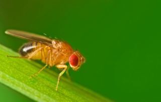 Male common fruit fly (Drosophila Melanogaster) - about 2 mm long - sitting on a blade of grass with green foliage background