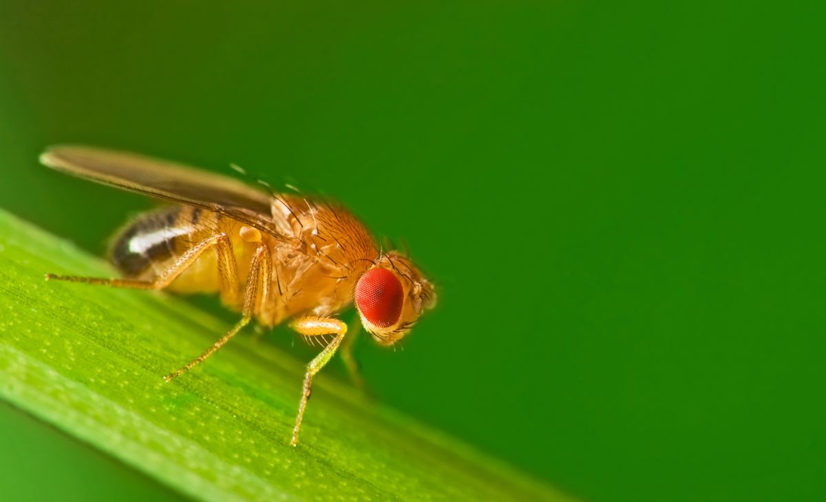 Male common fruit fly (Drosophila Melanogaster) - about 2 mm long - sitting on a blade of grass with green foliage background