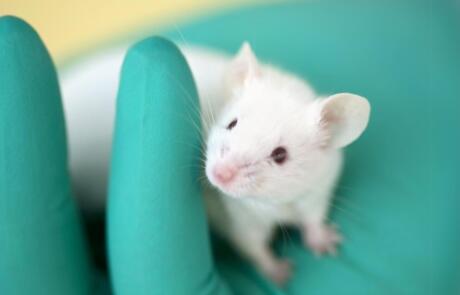Animal Welfare in Surgery: Then and Now
