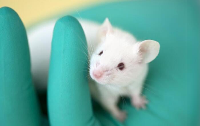 Animal Welfare in Surgery: Then and Now