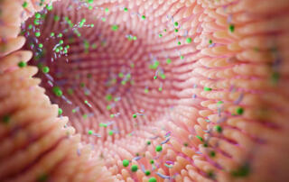 Microbiome intestine