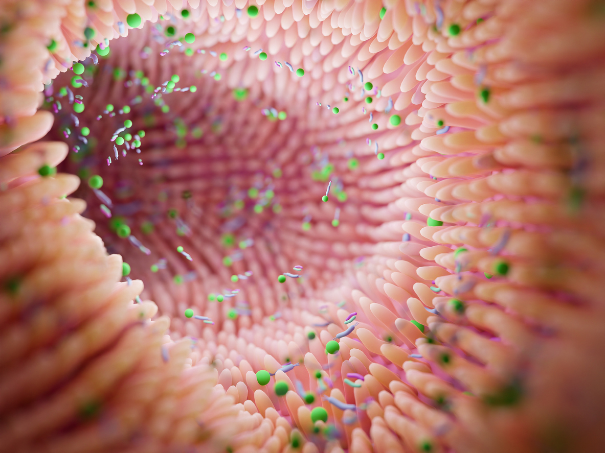 Microbiome intestine