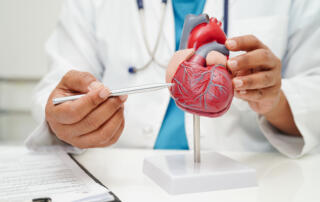 Doctor with heart human model anatomy