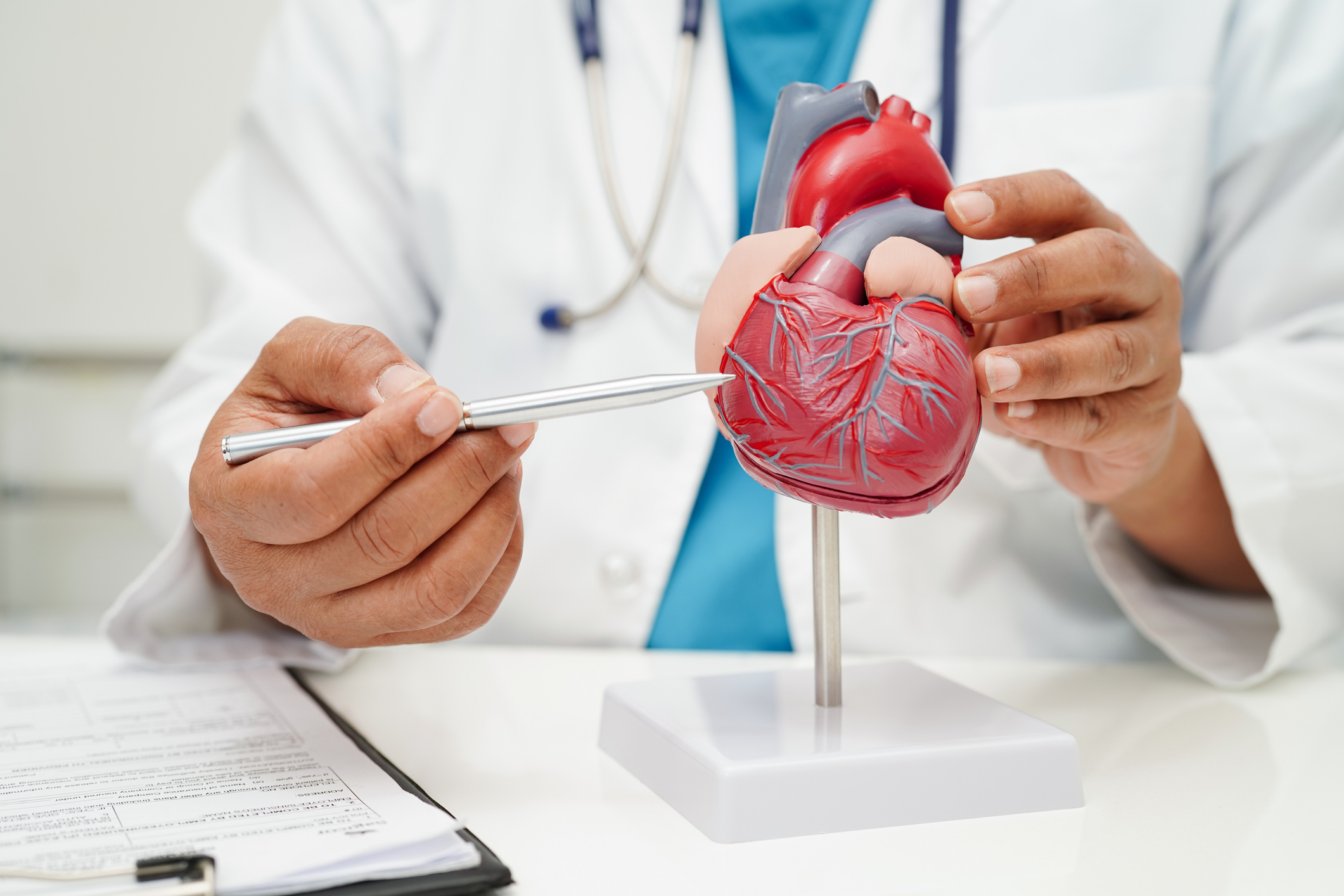 Doctor with heart human model anatomy
