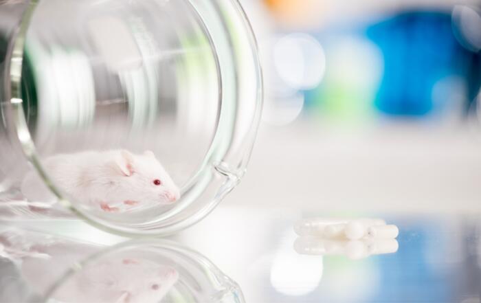 The Trainer’s Toolkit for Osmotic Pumps: Supporting Researchers in Infusion Studies