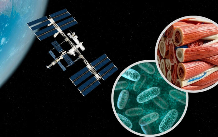 Redox Regulation of Skeletal Muscle: A Journey from Liverpool to the International Space Station