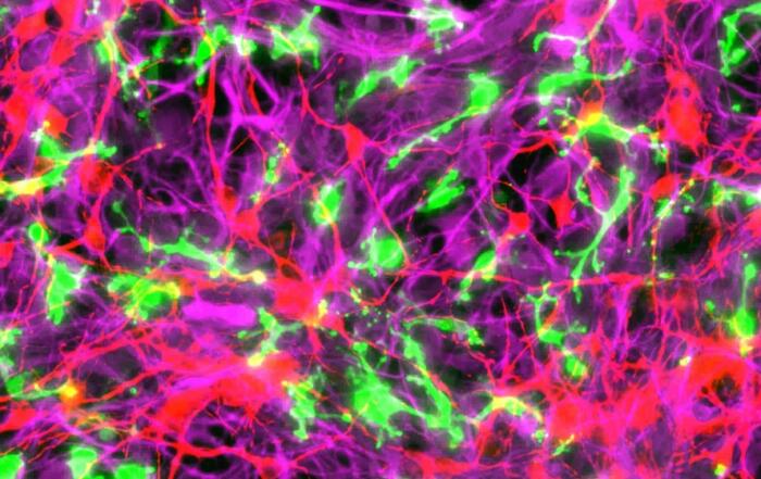 Exploring the iPSC-Derived Neuronal-Glia Co-culture System: A Powerful Drug Discovery Platform for Studying Neurodegenerative Diseases