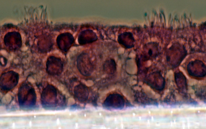 Building New Approach Methodologies (NAMs) and Complex In Vitro Assays
