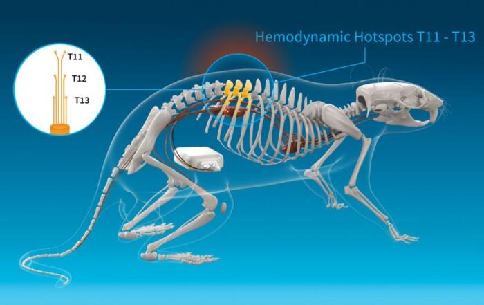Engineering Neuromodulation for Cardiovascular Instability