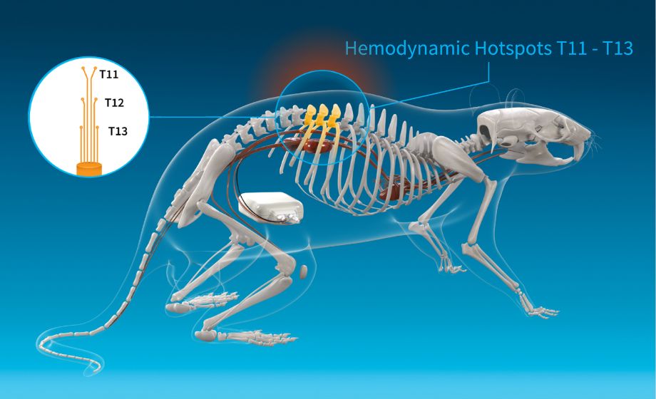 Engineering Neuromodulation for Cardiovascular Instability